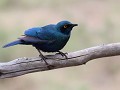 cape glossy starling