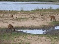 bushbuck in de rivierbedding