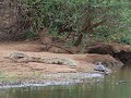 2 krokodillen en een moedige terpentine waterschil