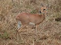 steenbok