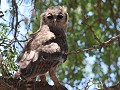 groter kuiken van de spotted eagle owl