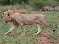 puberpunkie de groeiende mannelijke leeuw