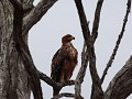 harrier hawk met volle krop