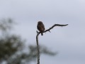pearl spotted owl