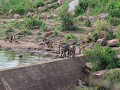 baboons crossing the mlondozi dam wall