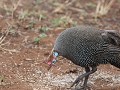 helmeted guinafowl
