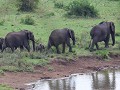 pasgeboren olifantenkalfje