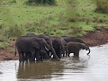 olifantenbende bij de rivier aan mondlovi dam