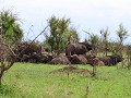 klein deeltje van de rustende kudde buffels