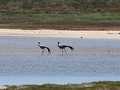 blue crane  kraanvogel