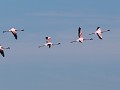 lesser flamingo