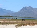 fisherhaven lagune