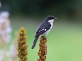 southern boubou