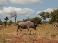 IMG 7918