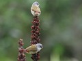 swee waxbill