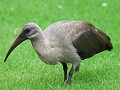 hadeda ibis