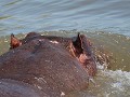 hippo tegen de natuurkracht forse stroming van de 