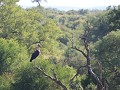 maraboe stork