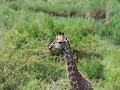giraf na modderbad tegen hitte en parasieten
