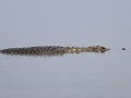 krokodil in waterhole nabij lower sabie