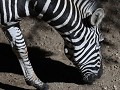tegen avondval komen de zebra's schaften aan huis