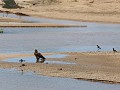 martial eagle op een zandpan in de crocodile river