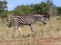 picknick tussen de zebra's