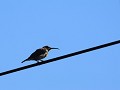 greater double collared sunbird