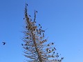 IMG 9607