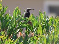 cape sugarbird