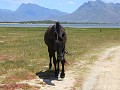zwarte hengst, leader of the wild horses gang