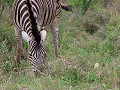 pasgeboren zebra, bevalling net gemist