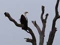 fish eagle