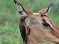 impala krijgt schoonheidsverzorging door ossenpikk
