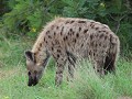 hyena op snuffeltocht in het territorium van de wi
