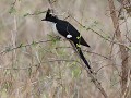 jacobin cuckoo