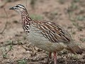 hartlaub's spurfowl