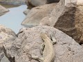 rivier bijna uitgedroogd, nog weinig ruimte voor d