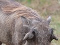het grappige warthog pumba mogen we toch ook niet 