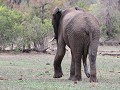 een olifant met 5 poten ;-)