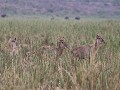 waterbokken op alert in het riet, want daar zit nu