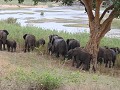 elephants gattering : in groep zijn we veiliger