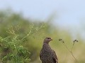 francolin