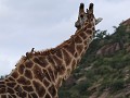 ossenpikkers op een zwaar beschadigde giraffenhuid
