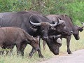 buffels crossing the road met juvenal