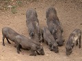 happy family warthogpig and piglets