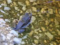cape river frog