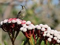 orange breasted sunbird vrouwelijk
