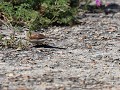 cape bunting