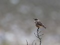 warbler